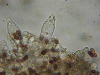 Psathyrella madeodisca image