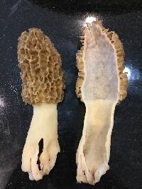 Morchella americana image