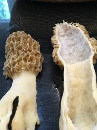 Morchella americana image