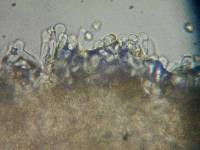 Flammulaster carpophilus var. subincarnatus image