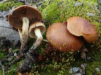 Pholiota highlandensis image