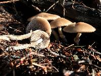 Psathyrella longistriata image