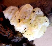 Ductifera pululahuana image