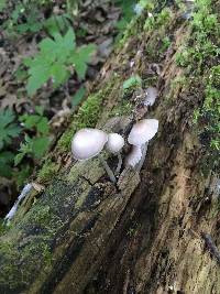 Mycena galericulata image