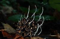 Xylaria liquidambar image