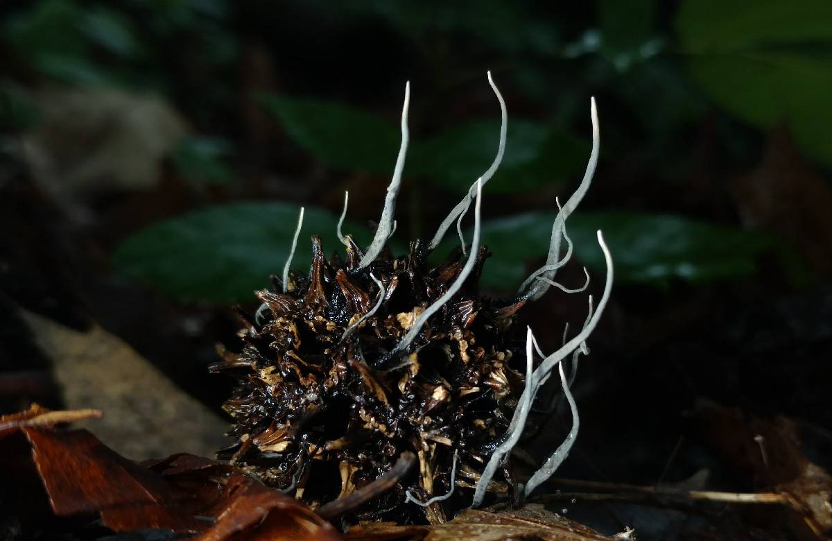 Xylaria liquidambar image