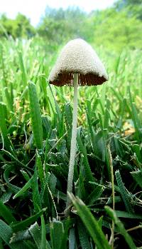Conocybe apala image
