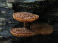 Pholiota granulosa image