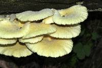 Pleurotus citrinopileatus image