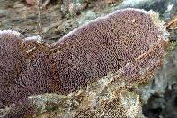 Trichaptum laricinum image