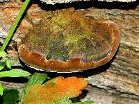 Phellinus everhartii image