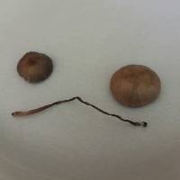 Panaeolus cinctulus image