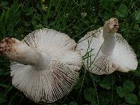 Russula sororia image