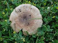 Russula sororia image