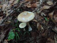 Amanita albocreata image