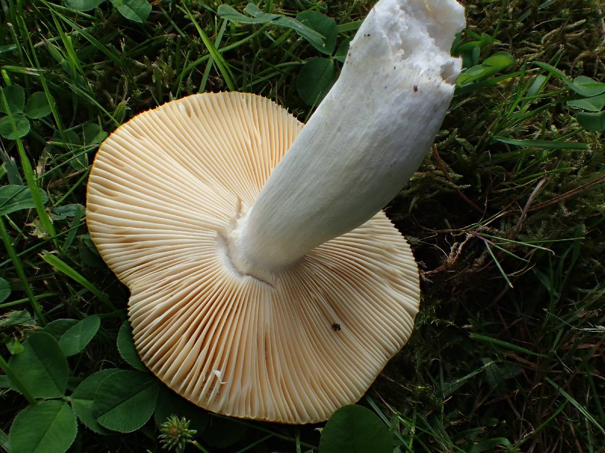 Russula flava var. pacifica image