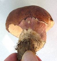 Tylopilus ferrugineus image