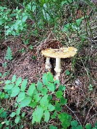 Amanita regalis image