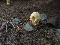 Amanita regalis image