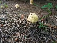 Amanita regalis image