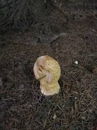 Amanita regalis image