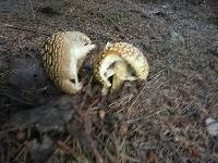 Amanita regalis image