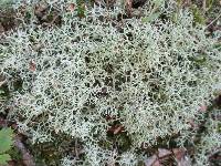 Cladonia subtenuis image