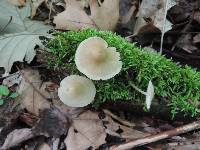 Mycena galericulata image