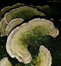 Trametes villosa image