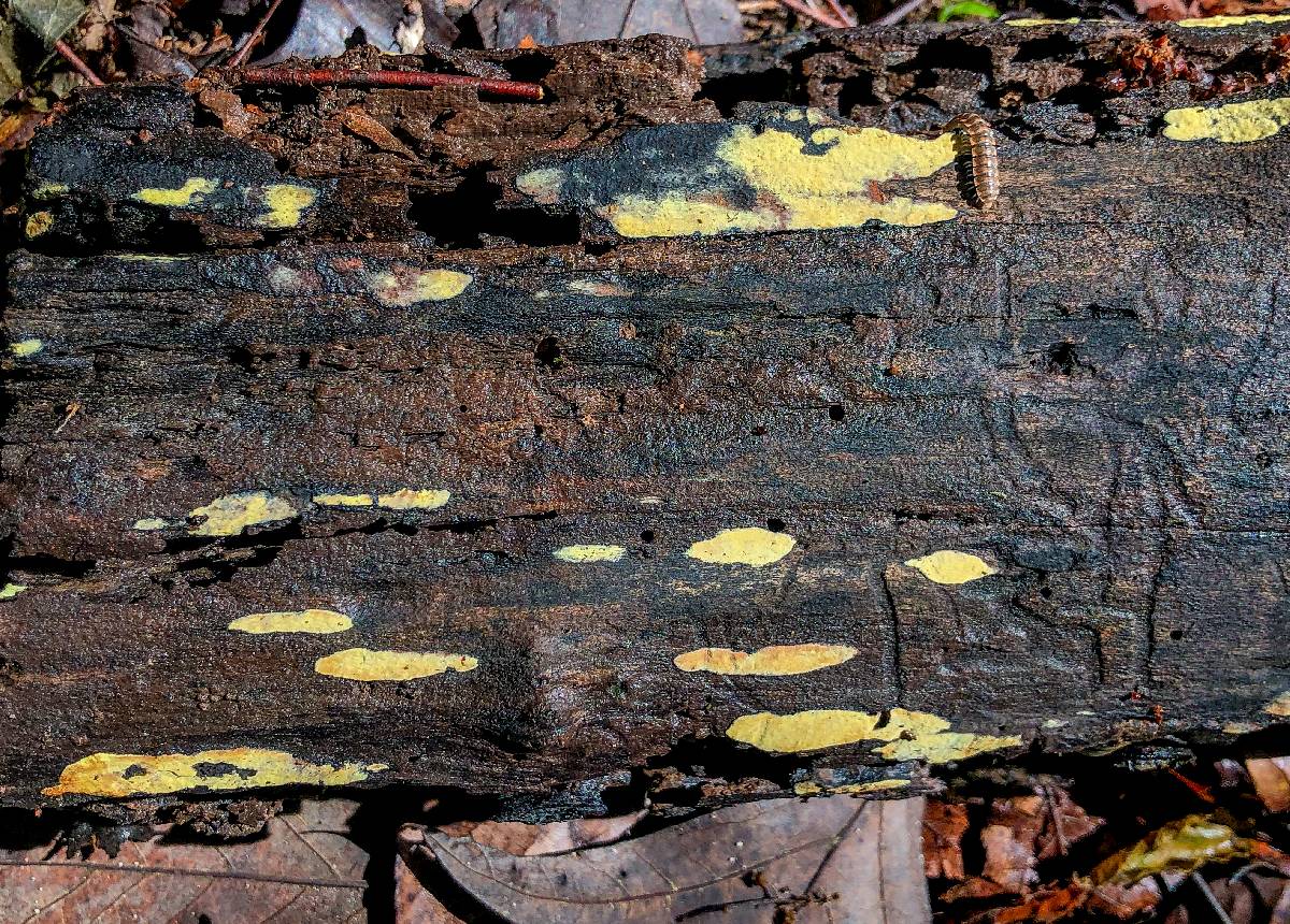 Calcarisporium arbuscula image