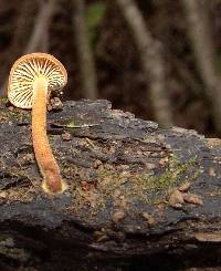 Xeromphalina tenuipes image