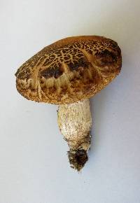 Leccinum rugosiceps image