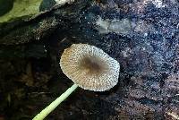 Bolbitius reticulatus image