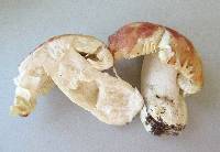 Russula pulchra image