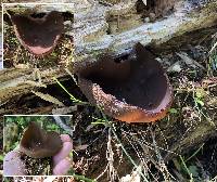 Peziza phyllogena image