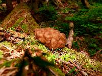 Gyromitra californica image