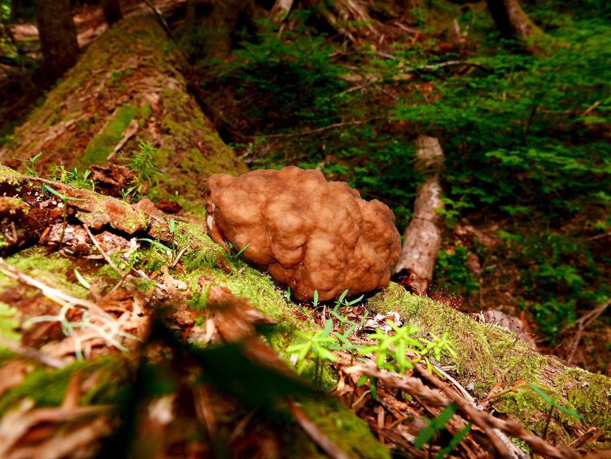 Gyromitra californica image