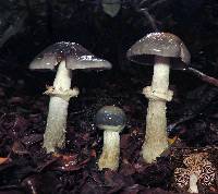 Cortinarius metallicus image