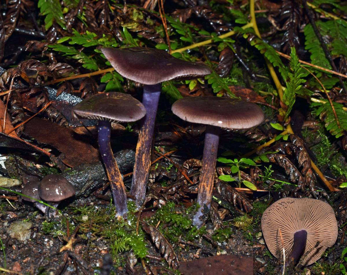 Cortinarius submagellanicus image