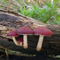 Gymnopilus purpuratus image