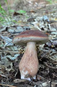 Xanthoconium purpureum image