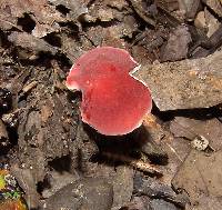 Russula fucosa image