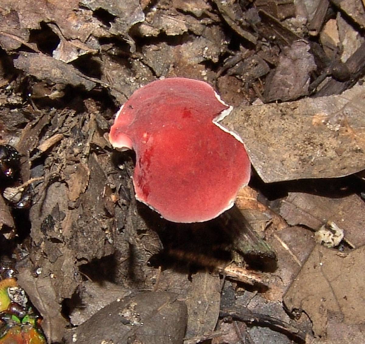 Russula fucosa image