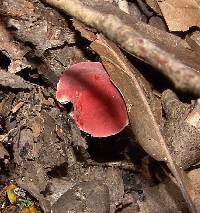 Russula fucosa image