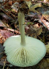 Megacollybia rodmanii image