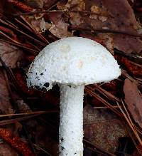 Amanita longipes image