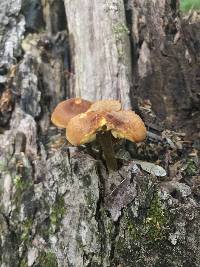 Xeromphalina tenuipes image