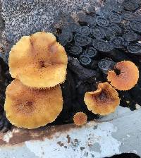 Gymnopilus palmicola image