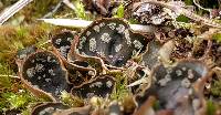 Peltigera didactyla image