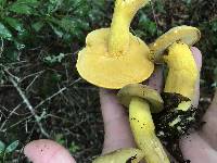 Boletus auripes image